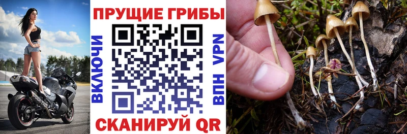 Галлюциногенные грибы мицелий  даркнет сайт  ОМГ ОМГ tor  Эртиль 